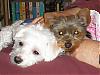 JCarlson2004's Little ANGELS - TIA ROSE & CODIE-teetee-codie2.jpg