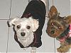 JCarlson2004's Little ANGELS - TIA ROSE & CODIE-teetee-codie5.jpg