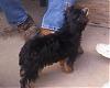 Best Yorkie Butt-puppy-013.jpg