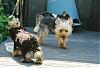 Best Yorkie Butt-morgan-yorkie-butt-480-x-324-.jpg
