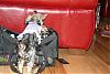 Best Yorkie Butt-mininewpic-055-medium-.jpg