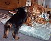 Best Yorkie Butt-martysbuttpic.jpg