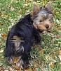 Best Yorkie Butt-030806-009.jpg
