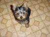 New to Yorkie talk-11-wks.-1.jpg