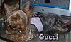 Gucci's Pink Harness from gofetch-gucci-tongue-pink-harness.jpg