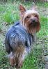 Best Yorkie Butt-weebutt.jpg