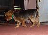 Best Yorkie Butt-041906-tucker-butt3.jpg