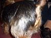 Best Yorkie Butt-041906-tucker-butt2.jpg