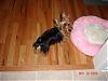 Best Yorkie Butt-dsc00241.jpg