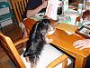 Best Yorkie Butt-dsc00338.jpg