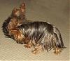 Best Yorkie Butt-widge-butt.jpg