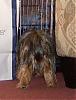 Best Yorkie Butt-widges-butt2.jpg