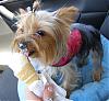 1 Puppy Cone of Frozen Custard = 3 Happy Dogs!!!-custardchloe.jpg