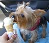 1 Puppy Cone of Frozen Custard = 3 Happy Dogs!!!-custardchloe2.jpg