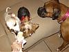 1 Puppy Cone of Frozen Custard = 3 Happy Dogs!!!-custard3.jpg