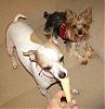 1 Puppy Cone of Frozen Custard = 3 Happy Dogs!!!-custard4.jpg