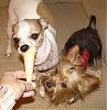 1 Puppy Cone of Frozen Custard = 3 Happy Dogs!!!-custardtink.jpg