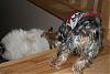 Best Yorkie Butt-mothersday-039-medium-.jpg