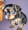 My Yorkie and Yorkie/Maltese Family-picture-003.jpg