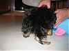 Best Yorkie Butt-winky-butt1.jpg