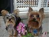 Update  Pics of Max & Bobo Together-maxflowersmay2006-043.jpg