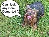 Is This The Same Yorkie ?-img_0970.jpg