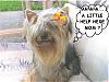 Is This The Same Yorkie ?-cheri-bad-hair-day.jpg