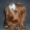 Is This The Same Yorkie ?-imafge5.jpg