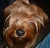 Is This The Same Yorkie ?-imssage2.jpg