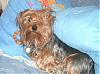 Is This The Same Yorkie ?-pirate-4.jpg