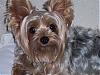 Is This The Same Yorkie ?-100_1746.jpg