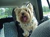 Is This The Same Yorkie ?-p1010004.jpg