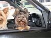 Is This The Same Yorkie ?-img_3370.jpg