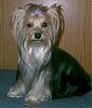 Is This The Same Yorkie ?-6.jpg