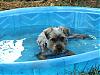 Is This The Same Yorkie ?-mutts-middletown-005.jpg