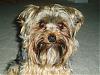 Is This The Same Yorkie ?-p5080038.jpg