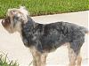 Gracie's summer puppy cut-gracies-new-do-006-600-x-450-.jpg