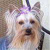 Tink with a purple puppy flower-100_1069.jpg