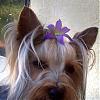 Tink with a purple puppy flower-100_1081.jpg