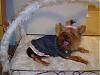 Is This The Same Yorkie ?-dsc00882-400-x-300-.jpg