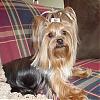 Is This The Same Yorkie ?-dsc01711.jpg