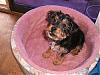 Bath Day For Kirby!!-yorkierussell4birthday004.jpg