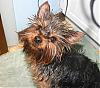 Is This The Same Yorkie ?-img_9818.jpg
