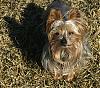 Is This The Same Yorkie ?-img_2704.jpg