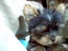 New to the site...and new Yorkie puppy Linus-im000335.jpg