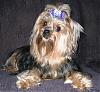 Posing in new purple bow...-paddy_new-bow3.jpg