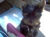 New to the site...and new Yorkie puppy Linus-im000611.jpg