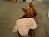 Best Yorkie Butt-dsc01400-400-x-300-.jpg