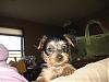 My Little Phoebe-img_0025-1.jpg