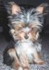 New to the site...and new Yorkie puppy Linus-lexi-sits-treats.jpg